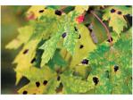 Tar Spots on Maple Leaves
